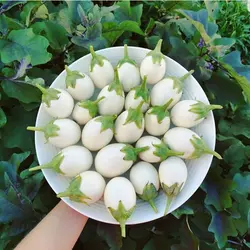 بذر بادمجان تخم مرغی زینتی سفید