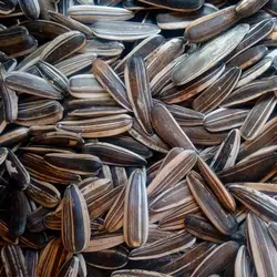 بذر تخمه آفتابگردان سناتور