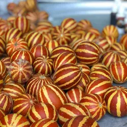 بذر خربزه ی مینیاتوری ببری (دستنبو)