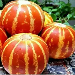 بذر خربزه ی مینیاتوری ببری (دستنبو)
