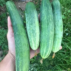 بذر خیار درختی محلی معطر بزرگ