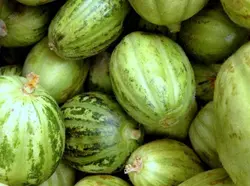 بذر خیار گرد سبز