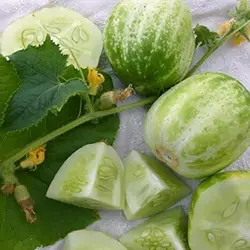 بذر خیار گرد سبز
