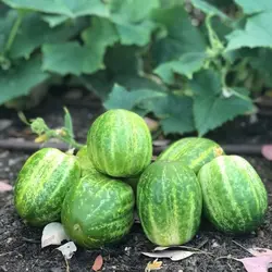 بذر خیار گرد سبز