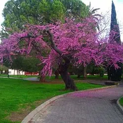 بذر درخت ارغوان