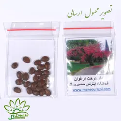 بذر درخت ارغوان