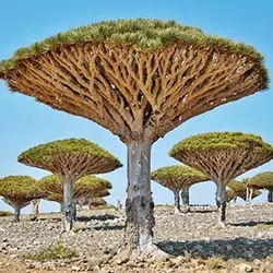 بذر درخت خون اژدها dracaena draco