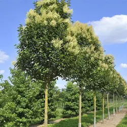 بذر درخت دائم سبز برگ نو