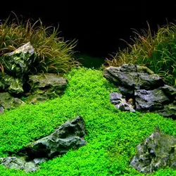 بذر چمن آکواریومی مونت کارلو برگ ریز