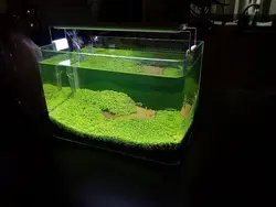 بذر چمن آکواریومی مونت کارلو برگ ریز