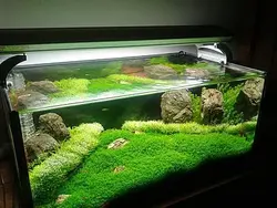 بذر چمن آکواریومی مونت کارلو برگ ریز