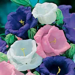 بذر گل استکانی الوان