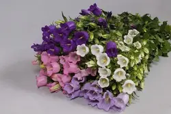 بذر گل استکانی الوان