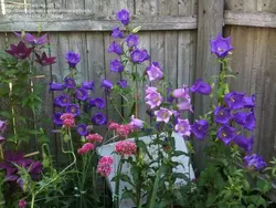 بذر گل استکانی الوان