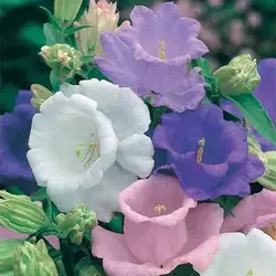 بذر گل استکانی الوان