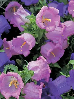 بذر گل استکانی الوان