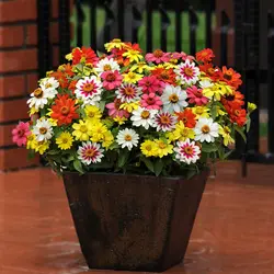 بذر گل آهار مکزیکی الوان