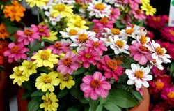 بذر گل آهار مکزیکی الوان