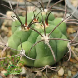 بذر کاکتوس ژمینو بروچی