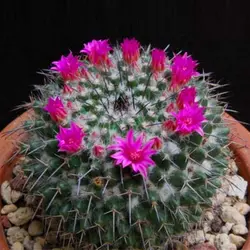 بذر کاکتوس مامیلاریا کامپرسا