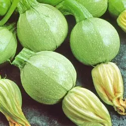 بذر کدو خورشتی دلمه ای سبز روشن