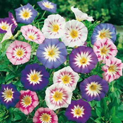 بذر گل پیچک سه رنگ معطر