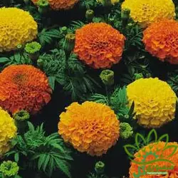 بذر گل جعفری گل درشت الوان پاکوتاه