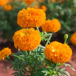 بذر گل جعفری گلدرشت پاکوتاه نارنجی