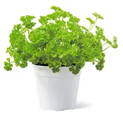 بذر سبزی جعفری فر