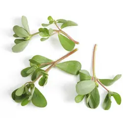 بذر سبزی خرفه