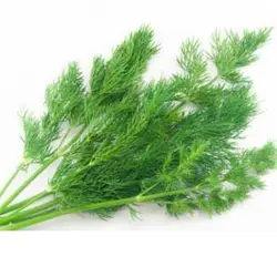 بذر سبزی شوید