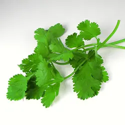 بذر سبزی گشنیز