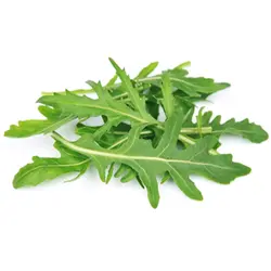 بذر سبزی منداب