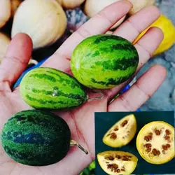 بذر هندوانه ابوجهل