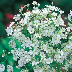 بذر گل ژیپسوفیلا سفید