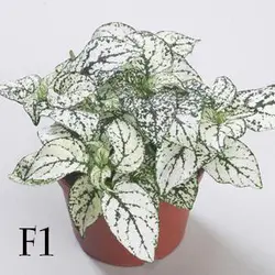 بذر گل سنگ سفید