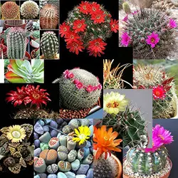 بسته ۵۰ عددی میکس بذر اغلب کاکتوسهای سایت