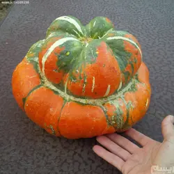 بذر کدو رقم Turban squash