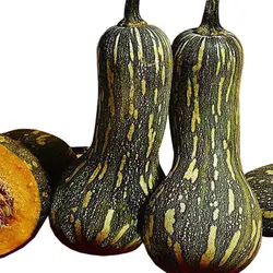 بذر کدو ناپولی