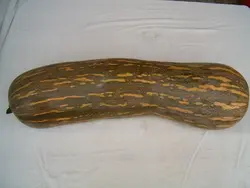 بذر کدو ناپولی