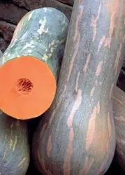 بذر کدو ناپولی