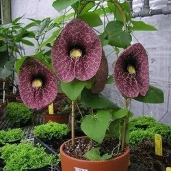 بذر پیچک کمیاب Aristolochia Elegans