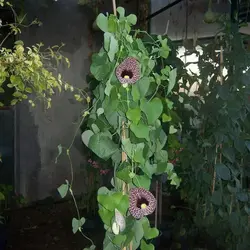 بذر پیچک کمیاب Aristolochia Elegans