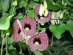 بذر پیچک کمیاب Aristolochia Elegans