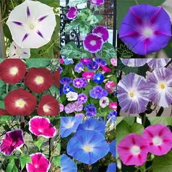 بذر گل نیلوفر پیچ الوان