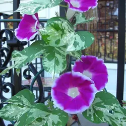 بذر گل نیلوفر پیچ برگ ابلق کمیاب