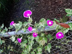 بذر گل نیلوفر پیچ برگ ابلق کمیاب