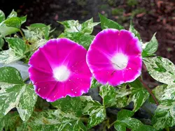 بذر گل نیلوفر پیچ برگ ابلق کمیاب