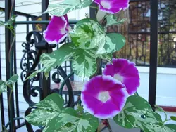 بذر گل نیلوفر پیچ برگ ابلق کمیاب