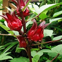 بذر گیاه چای ترش